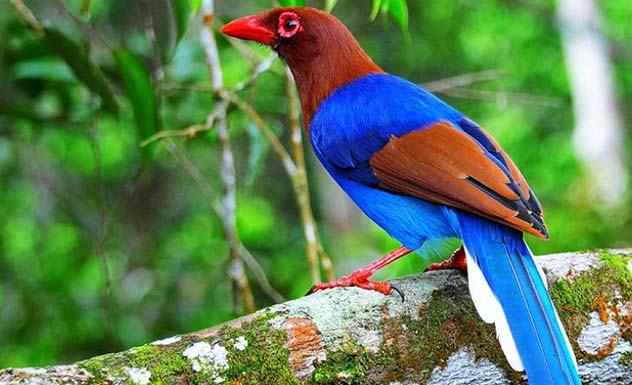 Bird Sighting & Photography Tour