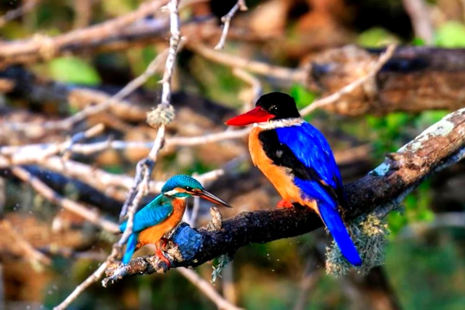 Birdwatching in Sri Lanka – A Birder’s Paradise of 33 Endemics and 400+ Species